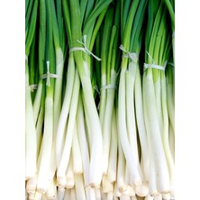 Leaf Shop Garden Yerli Yeşil Soğan Tohumu Zümrüt 100 Ad. Tohum