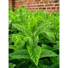 Leaf Shop Garden Doğal Anadolu Nanesi Tohumu 100 Ad. Tohum