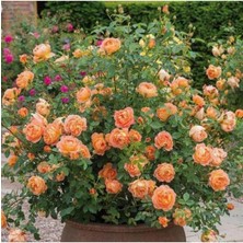 Leaf Shop Look 10 Adet Turuncu Renkli Yediveren Kokulu Sarmaşık Gül Tohumu TH-12003206988565555