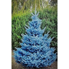 Leaf Shop Look Mavi Ladin Ağacı Tohumu / 5 Adet Tohum TH-2022DSHNGLKTHM230