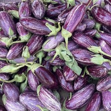 Leaf Shop Tarım Ata Tohumu Yöresel Kayseri Yamula Patlıcanı Pijamalı Patlıcan 50 Adet Tohum