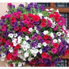 Leaf Shop Petunya Çiçeği Tohumu (Iri Çiçekli Bodur) Karışık Renkli - 15 Tohum