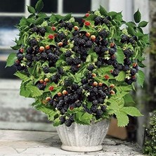 Leaf Shop Tatlı Dikensiz Böğürtlen Tohumu (10 Tohum)