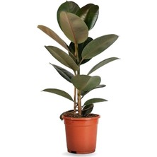 Leaf Shop Saksılı Ficus Elastica Midi Boy Kauçuk Çiçeği 1 Adet Saksılı 20-45CM, SRD1322025BYB13