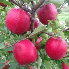 Leaf Shop Tüplü Aşılı Yarıbodur Aromatik Kokulu Pink Lady Elma Fidanı