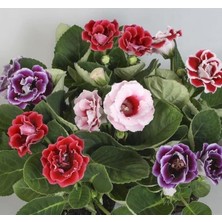 Leaf Shop Bardak Menekşesi Tohumu (Katmerli Büyük Çiçek) Karışık Renkli - 8 Tohum