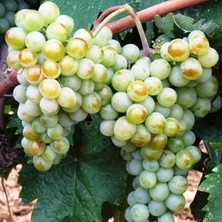 Leaf Shop Sepetim 2 Yaş Narince (Tokat) Sarmalık Üzüm Asma Fidanı