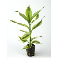 Leaf Shop Sanderiana White Saksı Canlı Bitki