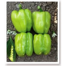 Leaf Shop Tarım Ata Tohumu Tatlı Kandil Dolma Biberi 1000 Adet Tohum