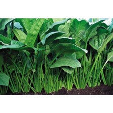 Leaf Shop Ispanak Tohumu (300 Tohum)