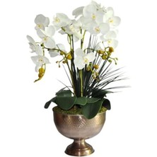 Leaf Shop Look Nadir Bulunan Beyaz Orkide Çiçeği Çiçek Tohumu 5 Adet TH-34435R4333E3