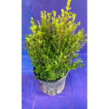 Büyük Boy Şimşir Ağacı Fidanı