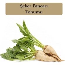 Leaf Shop Organik Şeker Pancarı Tohumu 1 Paket (10GR=500+ Adet) Pancar Tohumu