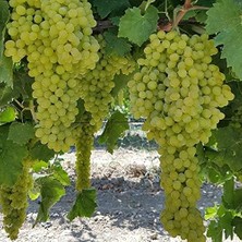 Leaf Shop Çok Iri Salkımlı K-7 Çekirdeksiz Üzüm Asma-Bağ Fidanı