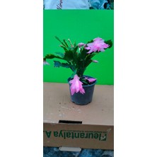 Yılbaşı Çiçeği Canlı