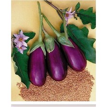 Leaf Shop Tarım Ata Tohumu Yerli Antep Patlıcanı 100 Adet Tohum