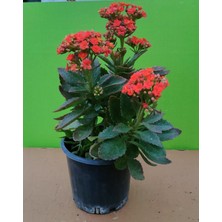 Kalanchoe Çiçeği Büyük Boy Canlı