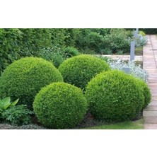 Orta Boy Şimşir Ağacı Fidanı