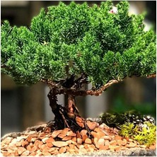 Leaf Shop Dünyam 5 Adet Ardıç Bonsai Tohumu