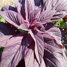 Leaf Shop Amarant Tohumu (100 Tohum)