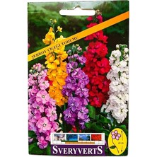 Leaf Shop Şebboy Çiçek Tohumu