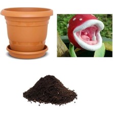 Leaf Shop Look Ithal Sinek Kapan Bitki Çiçeği Tohumu Ekim Seti TH-DSHNLLKSET047