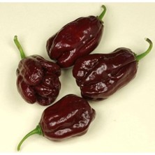 Leaf Shop Dünyam 10 Adet Kahverengi Habanora Acı Biber Tohumu