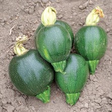 Leaf Shop Tarım Ata Tohumu Yerli Kabak Karatopak 20 Adet Tohum