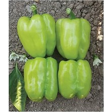 Leaf Shop Tarım Ata Tohumu Tatlı Kandil Dolma Biberi 100 Adet Tohum