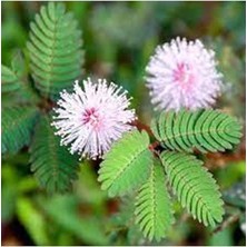 Leaf Shop Dünyam 20 Adet Mimosa Pudica Tohumu