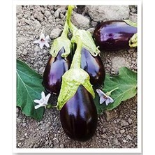 Leaf Shop Tarım Ata Tohumu Yöresel Doğal Topak Patlıcan Adana 100 Ad Tohum