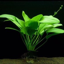 Leaf Shop Muricatus 1 Buket 1 Kök Sert Yapraklı Kolay Akvaryum Bitkisi,canlı Bitki