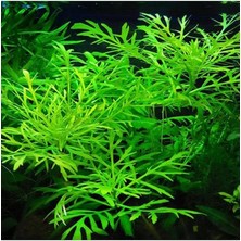 Leaf Shop Difformis 4-6 Kök Canlı Bitki