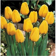 Leaf Shop Sarı Lale Soğanı 5 Adet