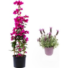 Misda Store Renk Begonvil ÇIÇEĞI(40-80CM) Mor Lavanta Fidanı Hediyeli Bahçe Bitkisi, BTS001NA0915