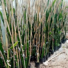 Misda Store Red (Özel Tür) Ejder Meyvesi Pitaya Fidanı