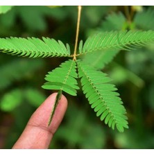 Leaf Shop Küstüm Çiçeği Tohumu