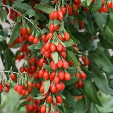 Leaf Shop Tüplü Goji Berry Kurt Üzümü Fidanı