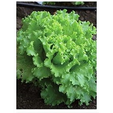 Leaf Shop Tarım Ata Tohumu Yerli Marul Arapsaçı 1000 Adet Tohum