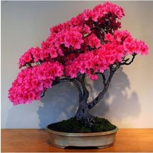 Leaf Shop Dünyam Bodur Pembe Azalea Bonsai Ağacı Tohumu 5 Adet Tohum