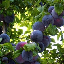 Leaf Shop Tüplü Aşılı Bol Verimli Angeleno (Anjelika) Japon Erik Fidanı