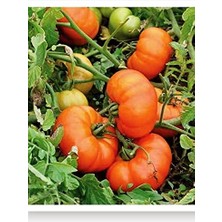Leaf Shop Tarım Ata Tohumu Yerli Doğal Köy Domatesi 1000 Adet Tohum