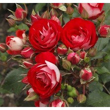 Misda Store Yediveren Rosige Landdrostei Yediven Gül Fidanı