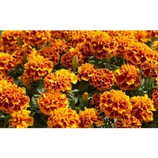 Misda Store Dünyam Karagöz Kadife Çiçeği Tohumu