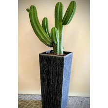 Misda Store Look Arizona Çöl Kaktüsü Tohumu / 5 Adet Tohum TH-THMCMTHM430