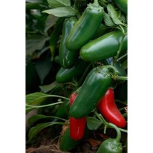 Misda Store Jalapeno Biberi Tohumu 20+ Adet