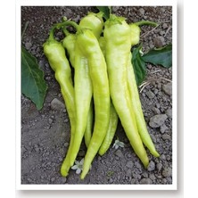 Misda Store Tarım Ata Tohumu Sivri Biber Yalova Çarliston 1000 Adet Tohum