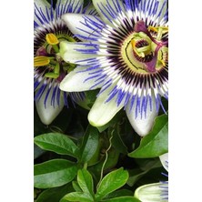 Misda Store Look Çarkıfelek Çiçeği, Passiflora Tohumu / 5 Adet Tohum TH-THMCMTHM336