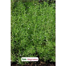 Misda Store Tarım Kekik Çiçeği Tohumu