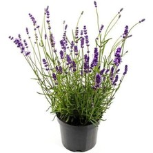 Misda Store Ithal Mis Kokulu Ingiliz Lavanta Çiçeği Tohumu 40 Adet Lavanta Tohumu